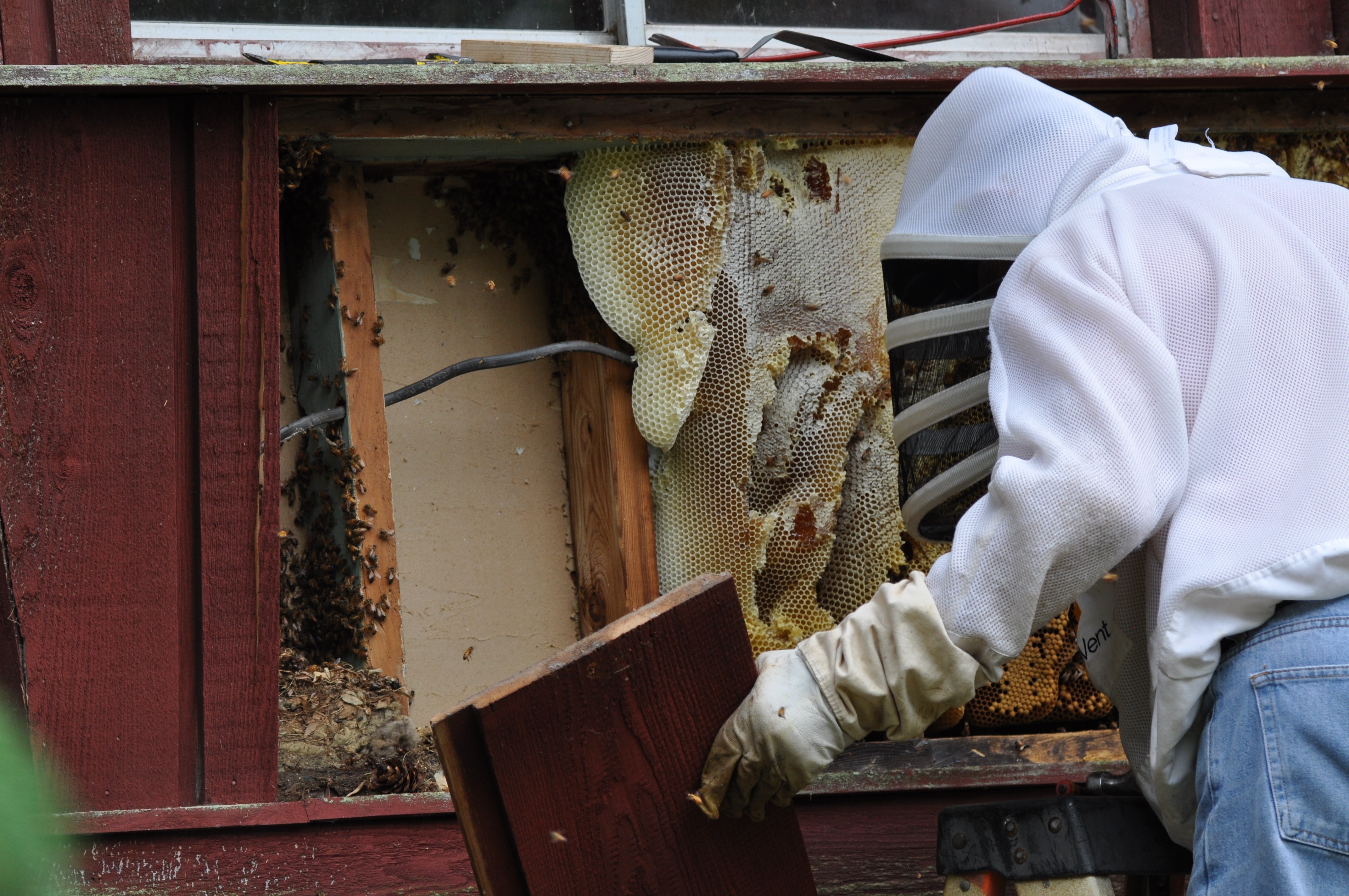 A beekeeper removing honey bees and comb exposed in a wall. 